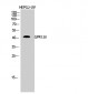 GPR120 Polyclonal Antibody